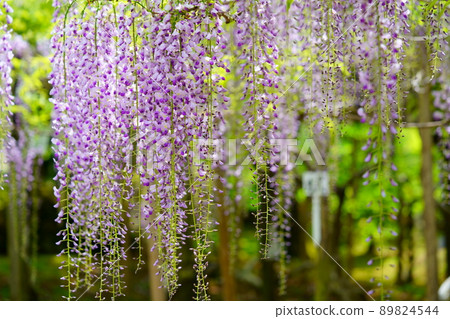 Wisteria flowers at Manba Botanical Garden, Nara Kasuga Taisha Shrine Wisteria flowers at Manba Botanical Garden, Nara Kasuga Taisha Shrine 89824544