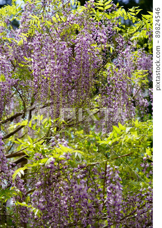 Wisteria flowers at Manba Botanical Garden, Nara Kasuga Taisha Shrine Wisteria flowers at Manba Botanical Garden, Nara Kasuga Taisha Shrine 89824546