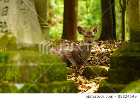 Nara Kasuga Taisha Shrine, a fawn resting next to a stone lantern Nara Kasuga Taisha Shrine, a fawn resting next to a stone lantern 89824549