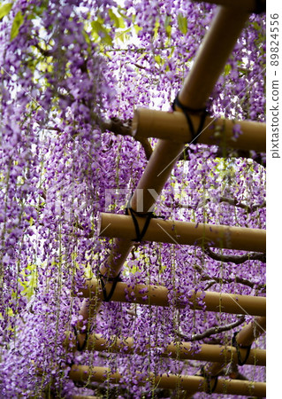 Kasuga Taisha Shrine · Sanded wisteria 89824556