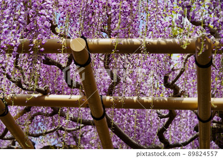 Kasuga Taisha Shrine · Sanded wisteria 89824557