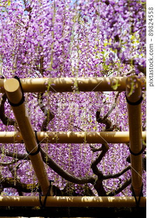 Kasuga Taisha Shrine · Sanded wisteria Kasuga Taisha Shrine · Sanded wisteria 89824558