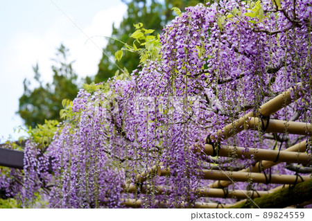 Kasuga Taisha Shrine · Sanded wisteria 89824559