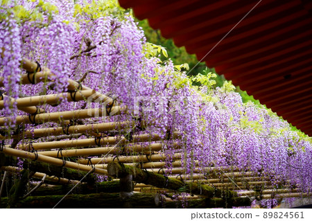 Kasuga Taisha Shrine · Sanded wisteria Kasuga Taisha Shrine · Sanded wisteria 89824561