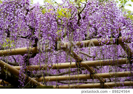 Kasuga Taisha Shrine · Sanded wisteria 89824564