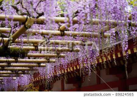Kasuga Taisha Shrine · Sanded wisteria 89824565