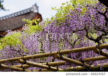 Kasuga Taisha Shrine · Sanded wisteria 89824567