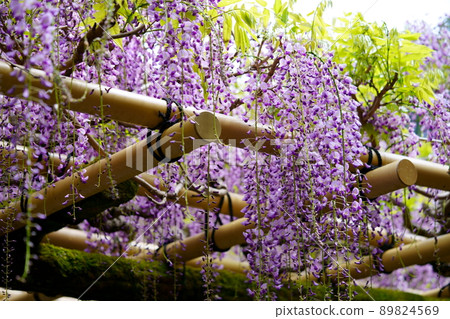 Kasuga Taisha Shrine · Sanded wisteria 89824569