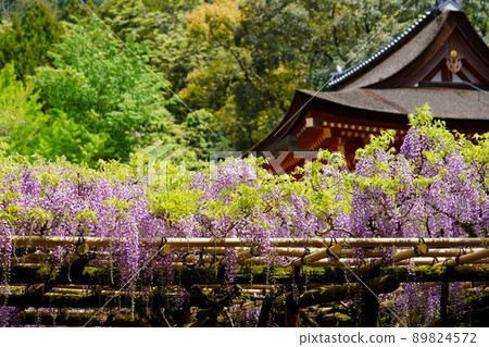 Kasuga Taisha Shrine · Sanded wisteria 89824572