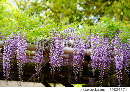 Kasuga Taisha Shrine · Sanded wisteria 89824574
