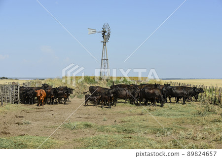 Cows raised with natural grass, Argentine meat production Cows raised with natural grass, Argentine meat production 89824657