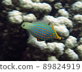 Fish 89824919
