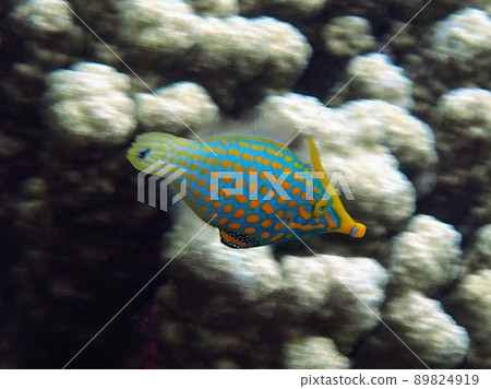 Fish Fish 89824919