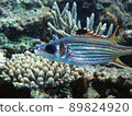 Fish 89824920