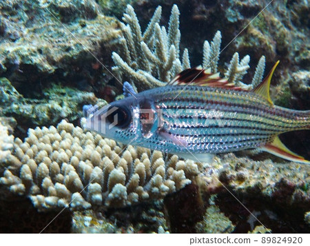 Fish Fish 89824920