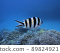 Fish 89824921