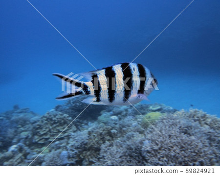 魚 魚 89824921