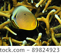 fish  89824923