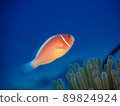 Hanabira Anemone fish 89824924