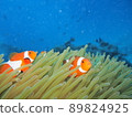 Clown anemonefish 89824925