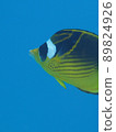 Fish 89824926