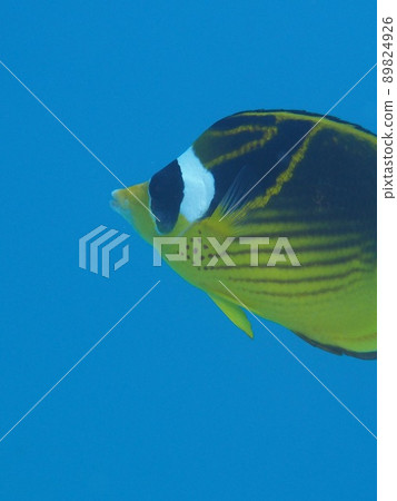 Fish Fish 89824926