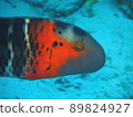 Fish 89824927