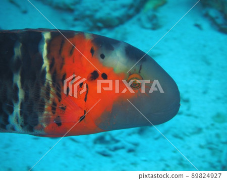 Fish Fish 89824927