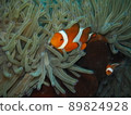 Clown anemonefish 89824928