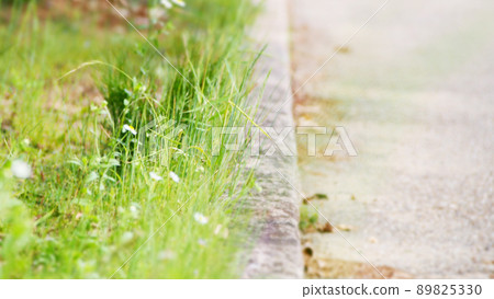 路邊野草吃路草 89825330