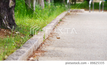 Roadside wild grass Eat road grass Roadside wild grass Eat road grass 89825335