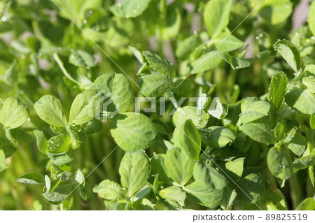 豆芽嫩葉和晨露 89825519