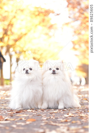 Cute white pomeranian and autumn leaves 89825605