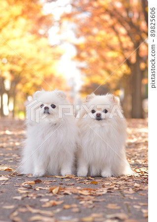 Cute white pomeranian and autumn leaves 89825606