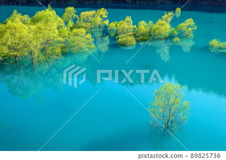 Superb view of early spring, submerged forest of Lake Shusen, Akita Prefecture 89825736