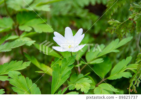 Chrysanthemums Chrysanthemums 89825737