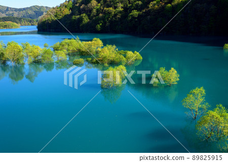 Superb view of early spring, submerged forest of Lake Shusen, Akita Prefecture 89825915