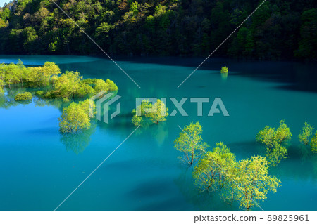 Superb view of early spring, submerged forest of Lake Shusen, Akita Prefecture Superb view of early spring, submerged forest of Lake Shusen, Akita Prefecture 89825961