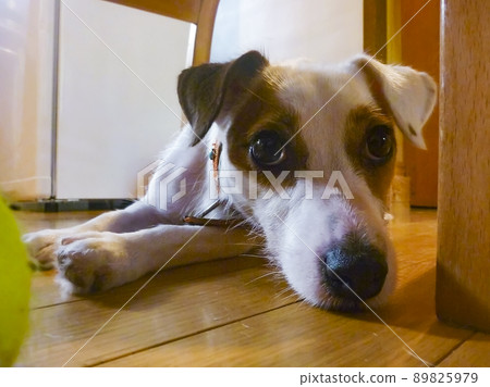 傑克羅素梗犬 89825979