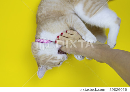 An angry red cat on a yellow background bites a woman's leg. Red cat that gnaws on the leg of its owner 89826056