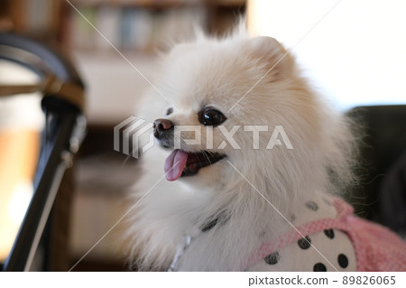 Cute white pomeranian at dog cafe Cute white pomeranian at dog cafe 89826065