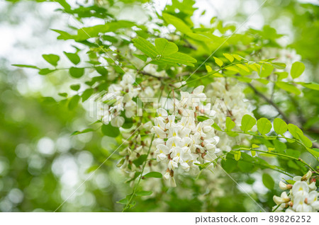 falseacacia白花 89826252