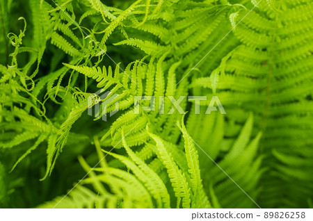 Fern leaf Fern leaf 89826258