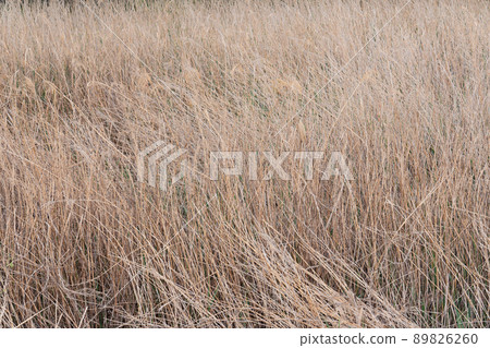 Withered grass 89826260