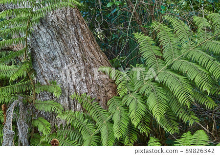 Fern leaves with tree trunk 89826342
