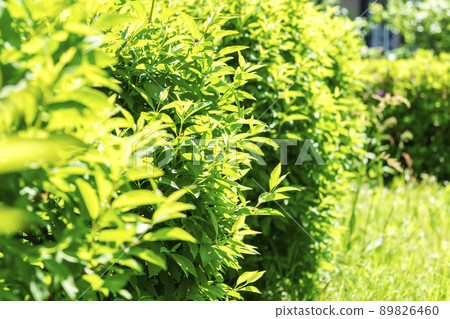Fresh green 89826460