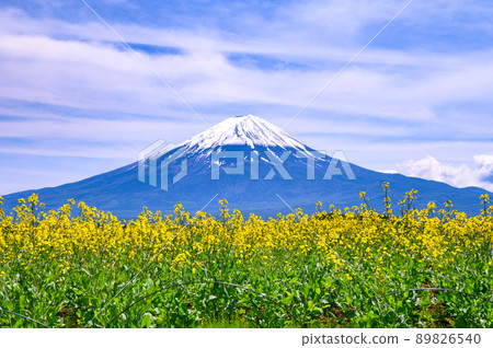 (Yamanashi Prefecture) Rape blossoms blooming in Oishi Park and Mt. Fuji / Lake Kawaguchi (Yamanashi Prefecture) Rape blossoms blooming in Oishi Park and Mt. Fuji / Lake Kawaguchi 89826540