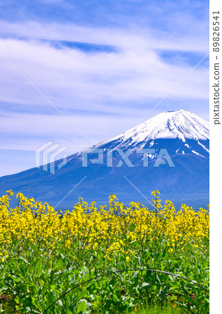 (Yamanashi Prefecture) Rape blossoms blooming in Oishi Park and Mt. Fuji / Lake Kawaguchi (Yamanashi Prefecture) Rape blossoms blooming in Oishi Park and Mt. Fuji / Lake Kawaguchi 89826541