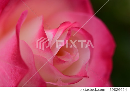 One rose after the rain, pink expansion 89826634