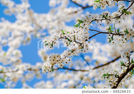 Plum spring flowers 89826635